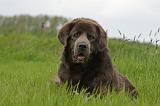 DOGUE DU TIBET 820